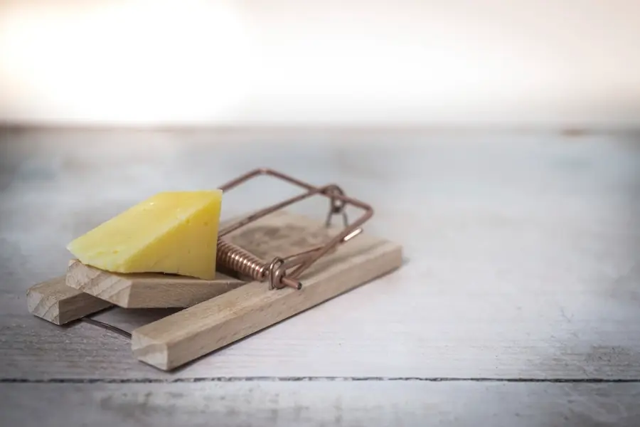 Trampa para ratones con un trozo de queso, control de ratones en Talca
